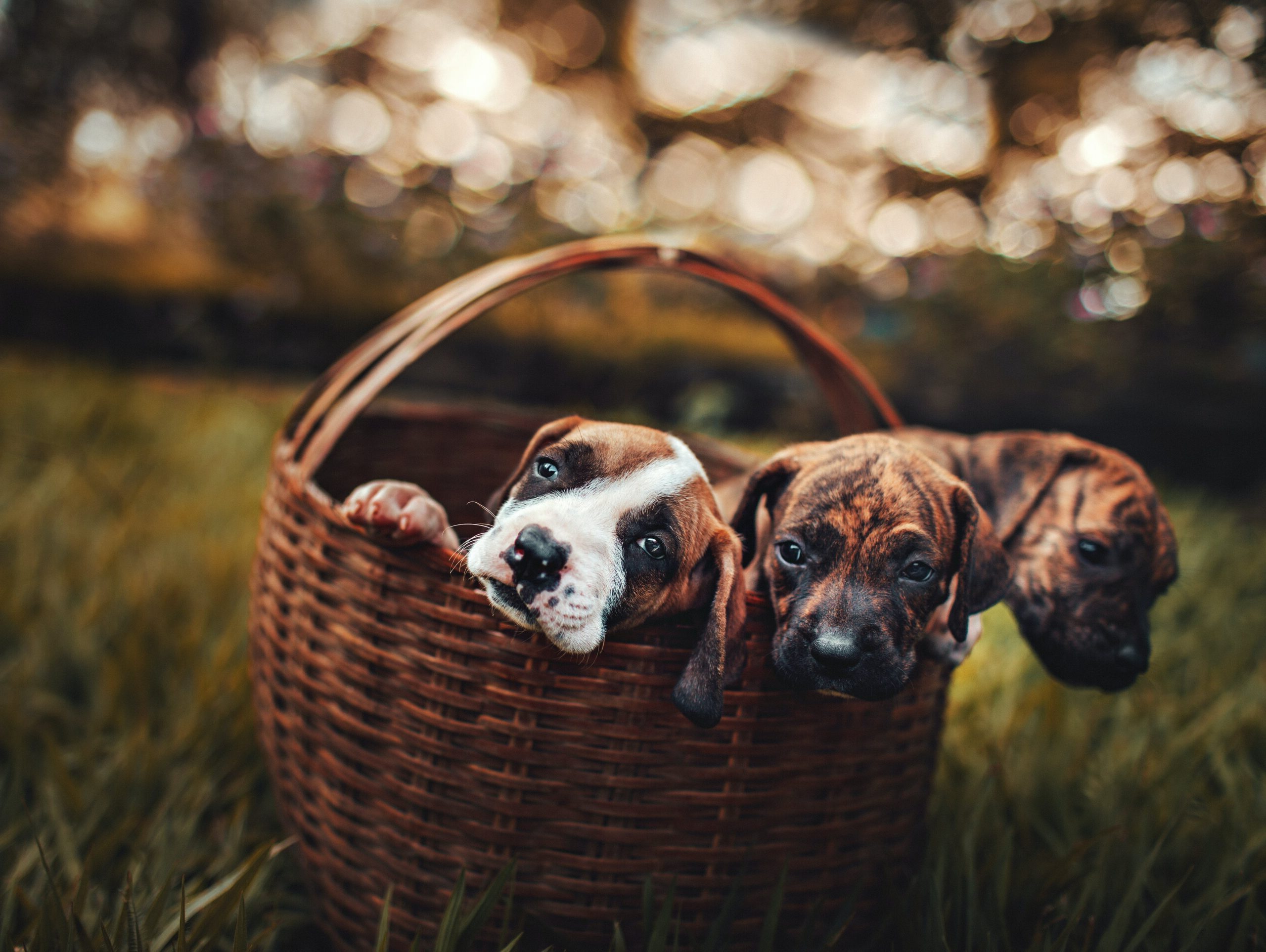 Three boxer puppies in a basket